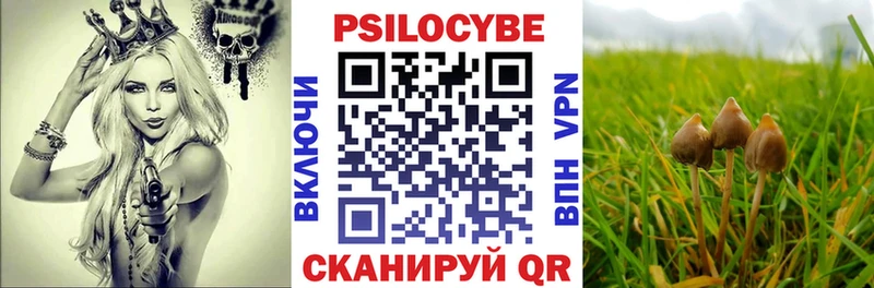 наркотики  Суджа  это как зайти  Псилоцибиновые грибы мицелий 